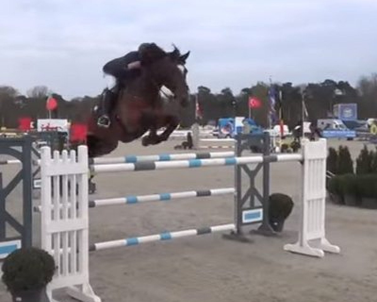 jumper van Schijndel's Amberlina (KWPN (Royal Dutch Sporthorse), 2005, from Tangelo van de Zuuthoeve)