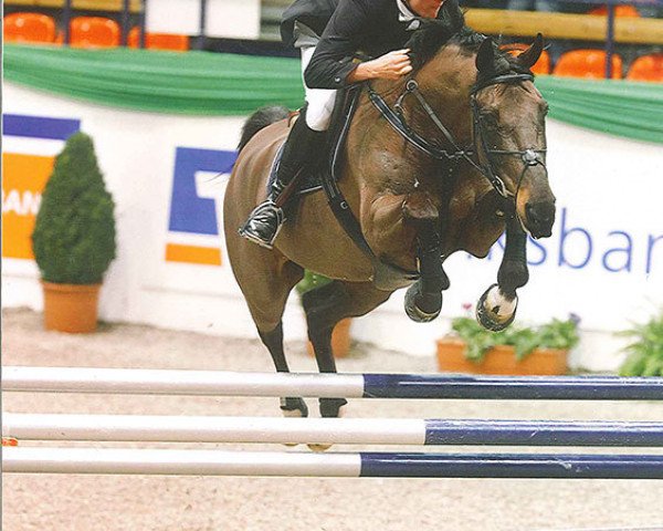 Springpferd van Schijndel's Valentino (Koninklijk Warmbloed Paardenstamboek Nederland (KWPN), 2002, von Cavalier)