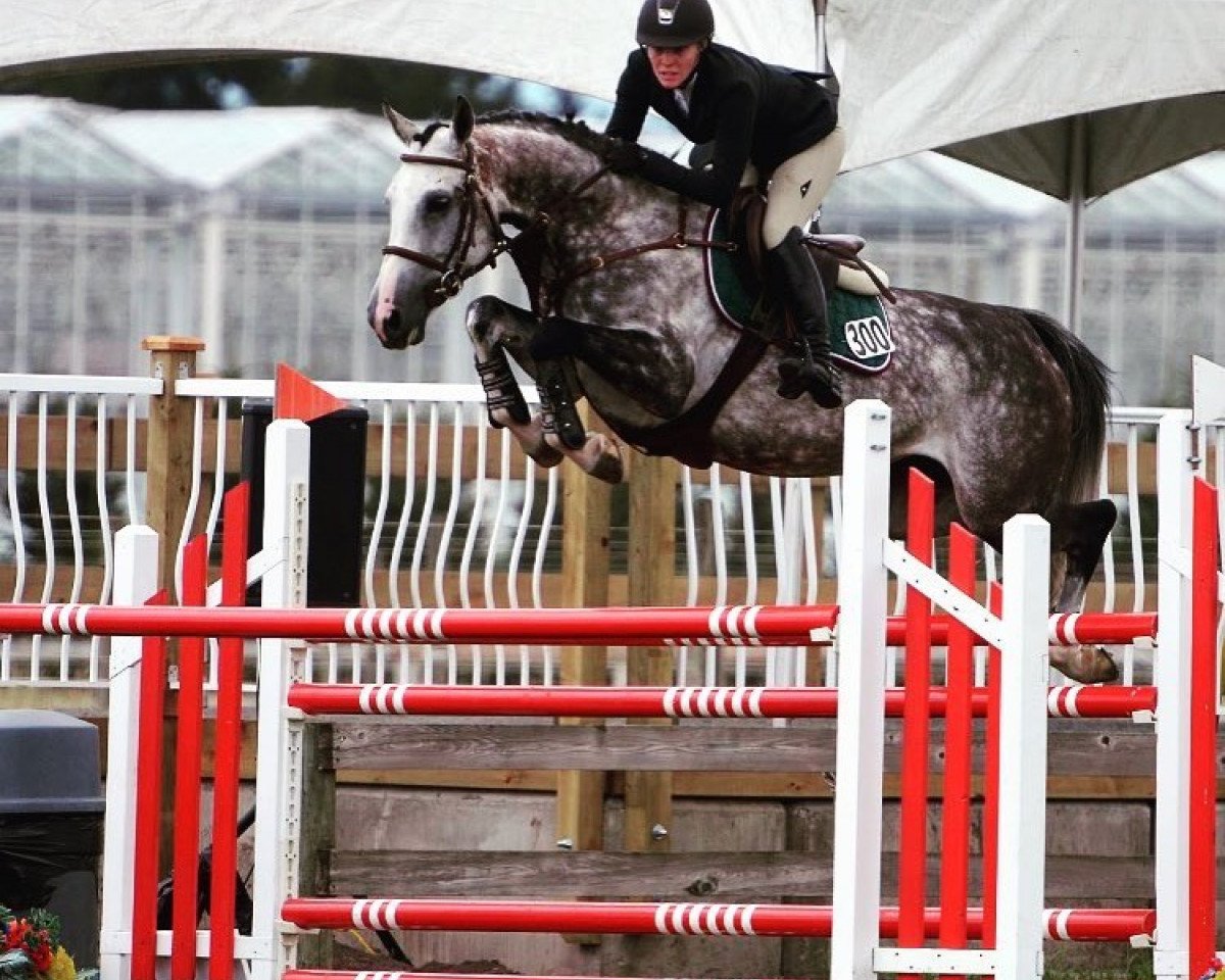 broodmare Jezebel van Dorperheide (Belgian Warmblood, 2009, from Winningmood van de Arenberg)
