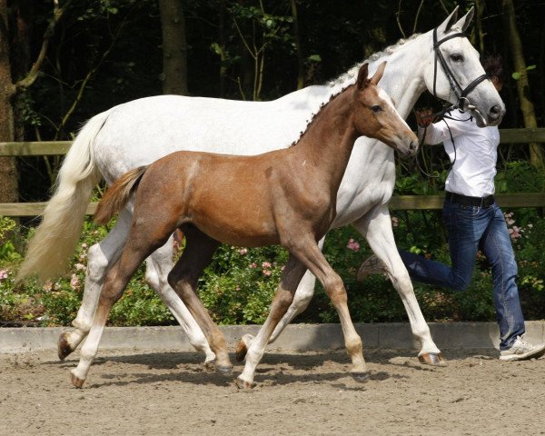 Springpferd Diamant PS Z (Zangersheide Reitpferd, 2014, von Diamant de Semilly)