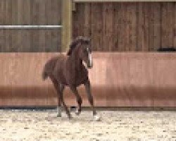 broodmare Da Pomme VDL Z (Zangersheide riding horse, 2013, from Dallas VDL Z)