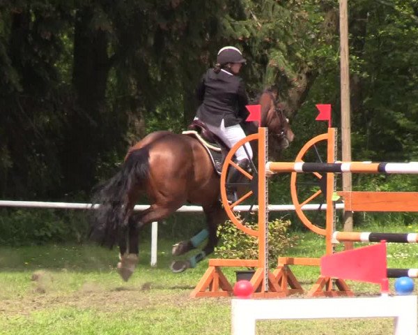 Reitturnier Meldorf 2019