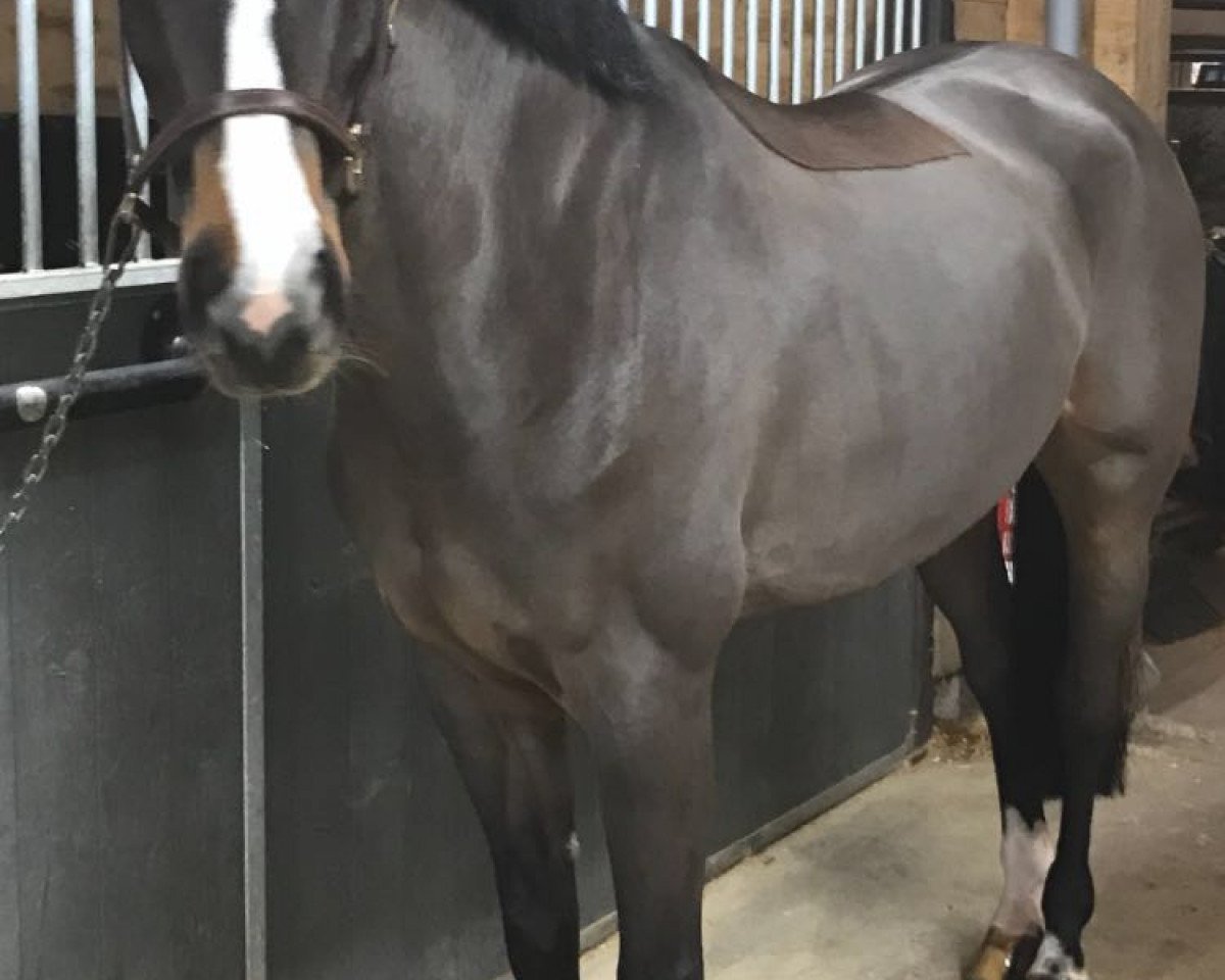 jumper Levita Z (Zangersheide riding horse, 2011, from Levisto Z)