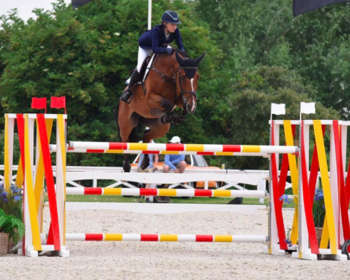 Springpferd Copain de Muze (Belgium Sporthorse, 2008, von Bamako de Muze)