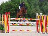 jumper Copain de Muze (Belgium Sporthorse, 2008, from Bamako de Muze)