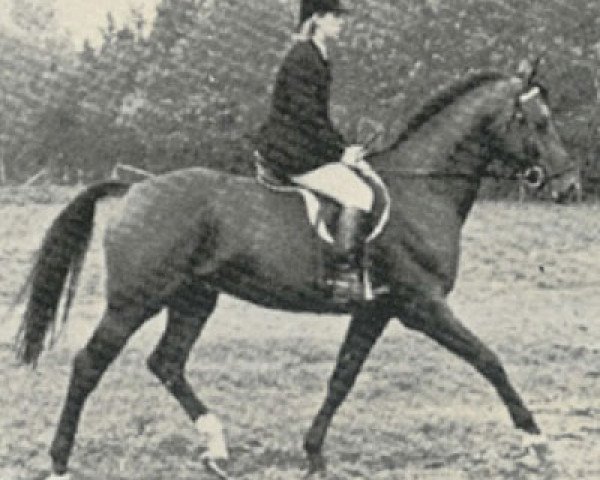 stallion Obelisk (KWPN (Royal Dutch Sporthorse), 1973, from Talisman xx)