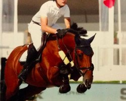 jumper Kizmira (Belgian Warmblood, 2010, from Echo van het Spieveld)