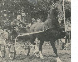 Pferd Nanno (KWPN (Niederländisches Warmblut), 1972, von Indiaan)