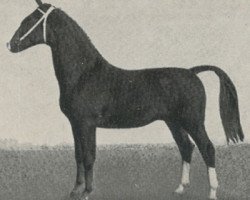 stallion Nachtwacht (KWPN (Royal Dutch Sporthorse), 1972, from Indiaan)