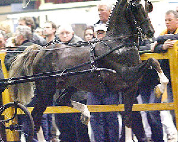 stallion Morocco Field Marshall (Hackney (horse/pony), 2000, from Durora Hero)