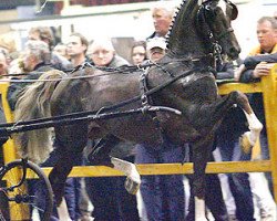 Deckhengst Morocco Field Marshall (Hackney (Pferd/Pony), 2000, von Durora Hero)