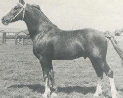 Deckhengst Mineraal (KWPN (Niederländisches Warmblut), 1971, von Graaf Oregon)