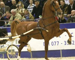 stallion Marvel (KWPN (Royal Dutch Sporthorse), 1994, from Immigrant)