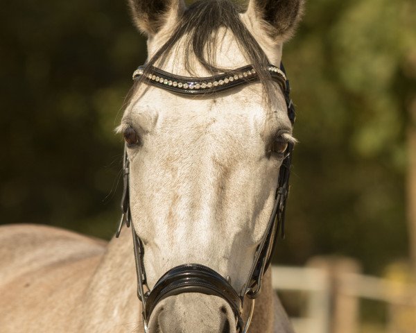 Springpferd Acalista (Westfale, 2011, von Colestus)