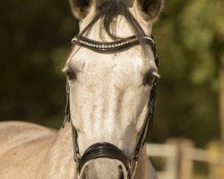 Springpferd Acalista (Westfale, 2011, von Colestus)