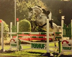 jumper Capallo 3 (Zangersheide riding horse, 2009, from Candillo Z)