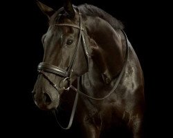 dressage horse Wachiwi (Hanoverian, 2006, from Weltruhm)