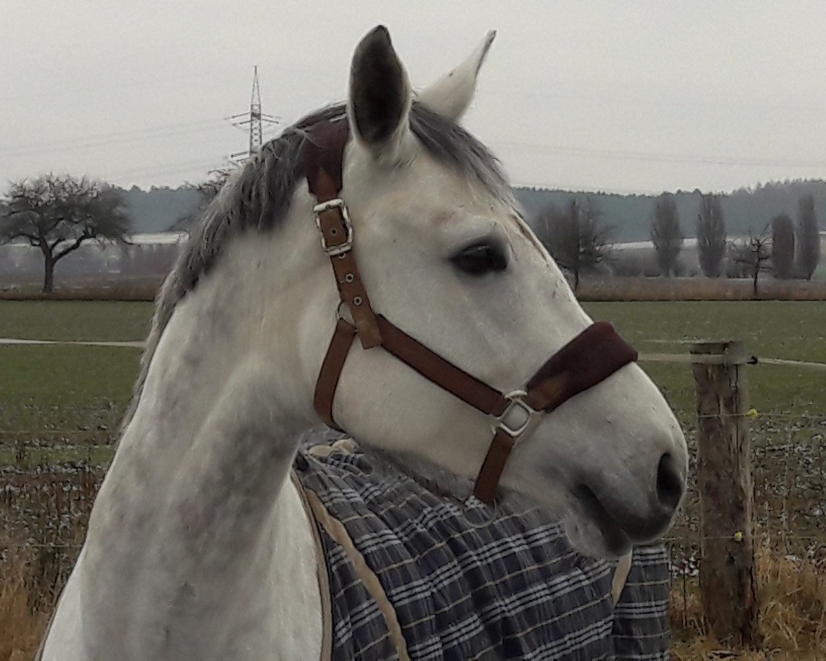 jumper Kia Ora (Westphalian, 2010, from Quincento)