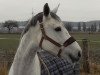 jumper Kia Ora (Westphalian, 2010, from Quincento)