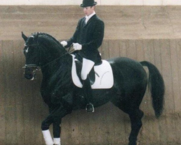 stallion Ferman (Hanoverian, 1992, from Fabriano)