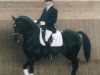 stallion Ferman (Hanoverian, 1992, from Fabriano)