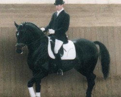 stallion Ferman (Hanoverian, 1992, from Fabriano)