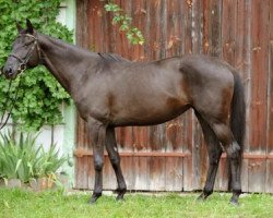 broodmare Kaipirinha (Trakehner, 2000, from Heraldik xx)