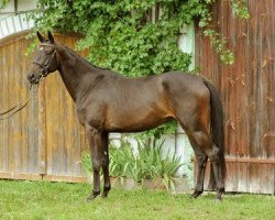 broodmare Kai Rouge (Trakehner, 2006, from Le Rouge 7)