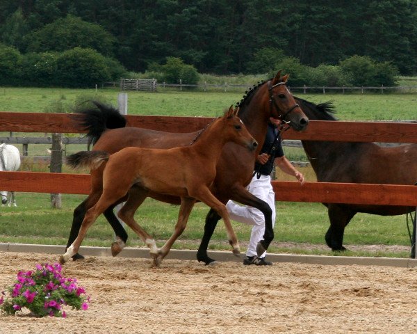 jumper Cleopatra (German Riding Pony, 2016, from Classic Dancer III)