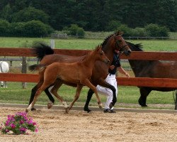 Springpferd Cleopatra (Deutsches Reitpony, 2016, von Classic Dancer III)