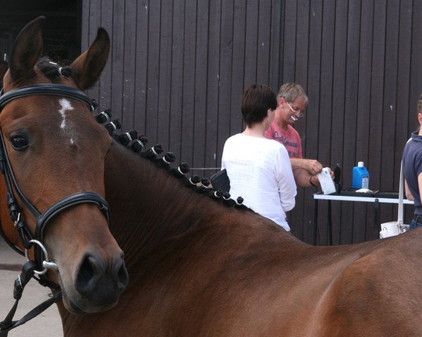 broodmare Annabell (German Riding Pony, 2012, from Aramis N)