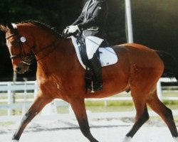 dressage horse Picasso 739 (Mecklenburg, 2001, from Pinatubo)