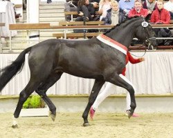 stallion Ferentino (Westphalian, 2014, from Fürst Romancier)