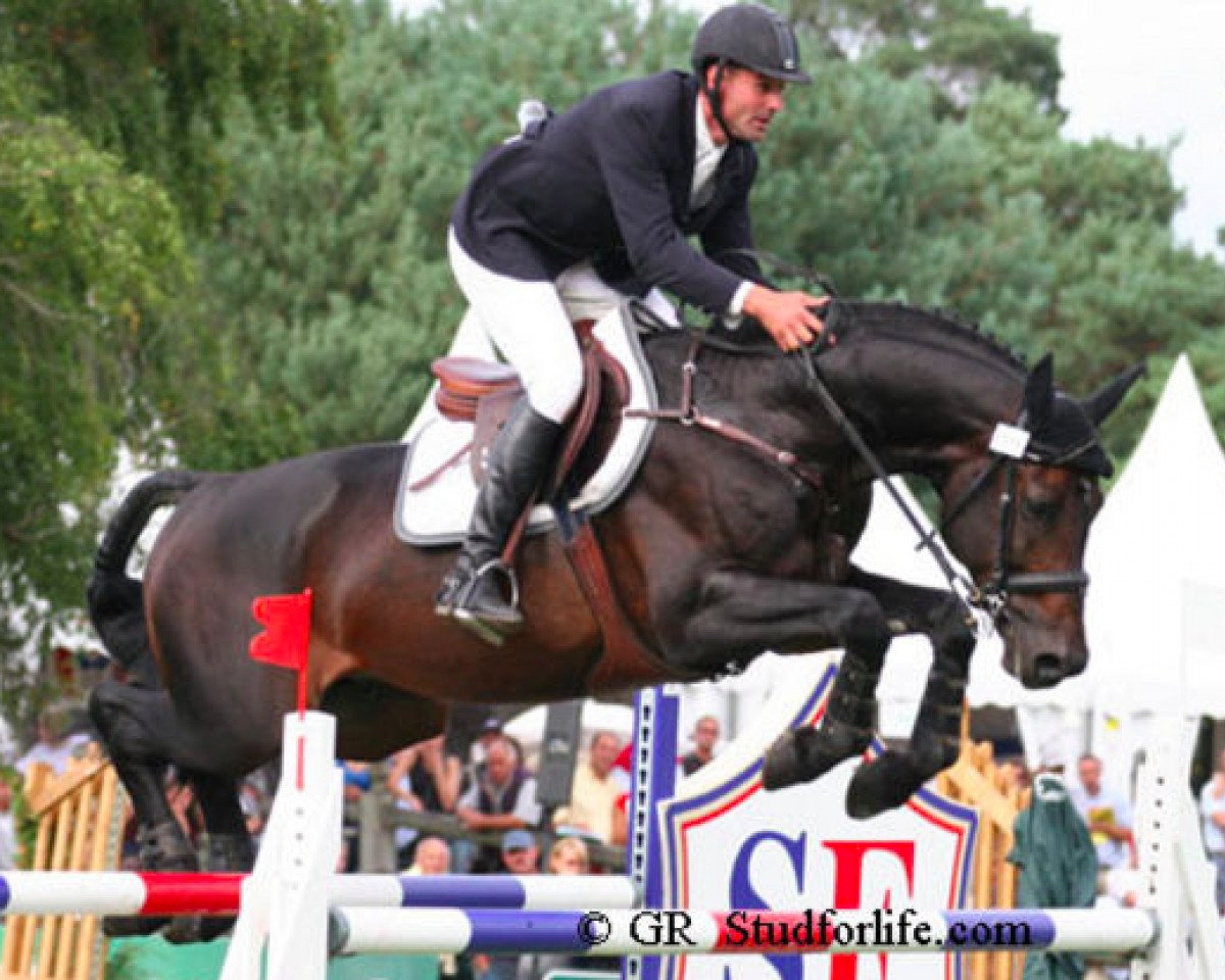 stallion Platino Di Villagana (Italian Warmblood, 2000, from Acord II)