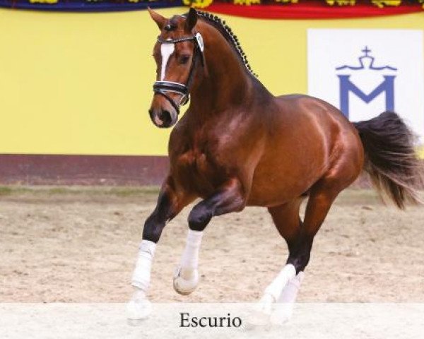 dressage horse Escurio (Oldenburg, 2014, from Escolar)