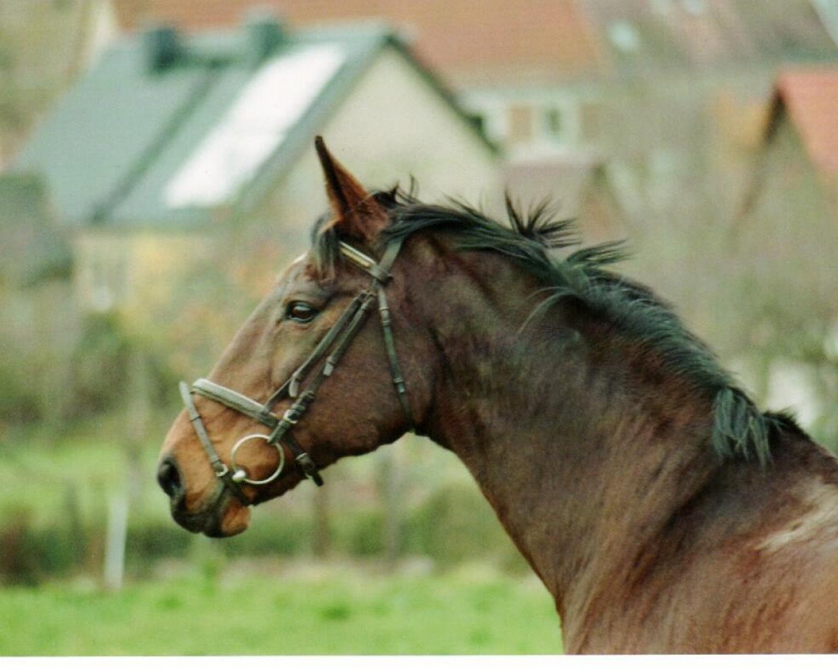 broodmare Cherly 2 (Zweibrücken, 1991, from Champ of Class)
