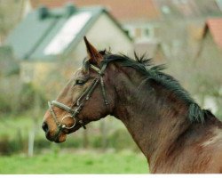 Zuchtstute Cherly 2 (Zweibrücker, 1991, von Champ of Class)