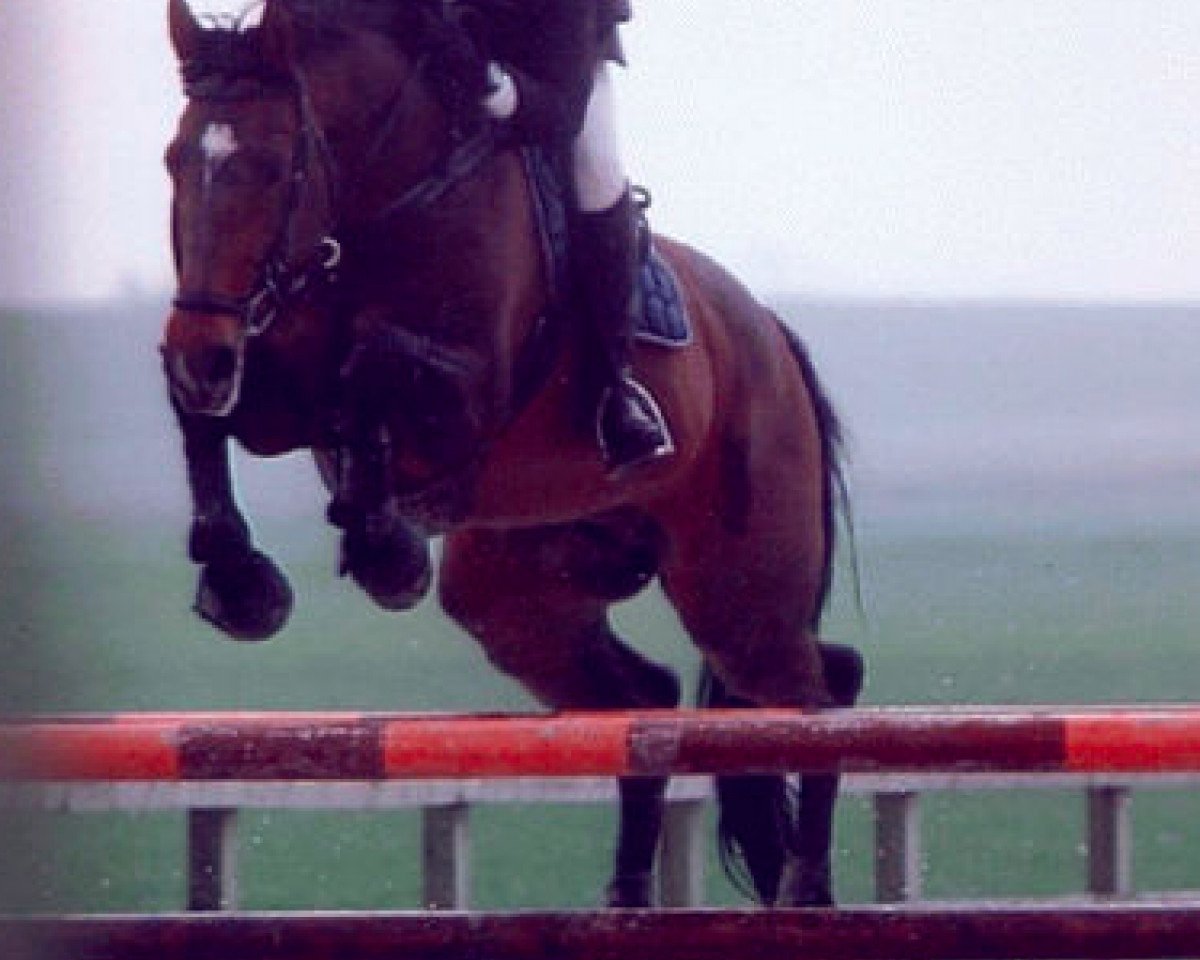 Deckhengst Pauillac de Meia Lua (Belgisches Warmblut, 1992, von Jalisco B)