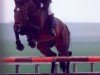 stallion Pauillac de Meia Lua (Belgian Warmblood, 1992, from Jalisco B)