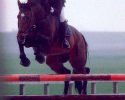 stallion Pauillac de Meia Lua (Belgian Warmblood, 1992, from Jalisco B)