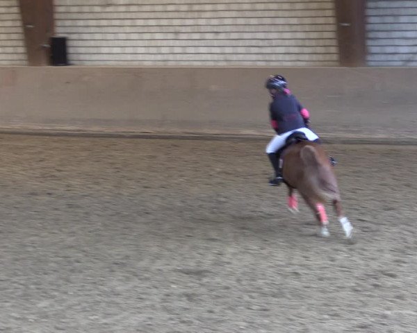 Reitturnier Kamen 2019