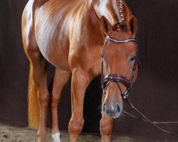 broodmare Belvedaire G (Hanoverian, 2009, from Benetton Dream FRH 1301)