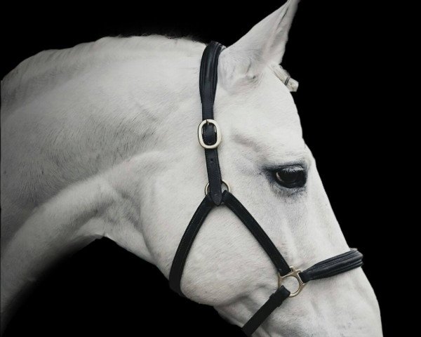 stallion Kermo's White Talisman (Danish Warmblood, 1995, from Weltmeyer)