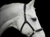 stallion Kermo's White Talisman (Danish Warmblood, 1995, from Weltmeyer)