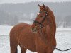 dressage horse Denali (Hanoverian, 2009, from Don Primus)