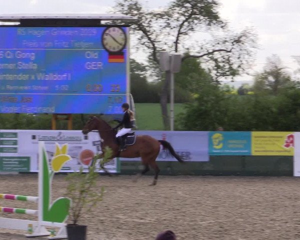 Reitturnier Langwedel - Hagen - Grinden 2019