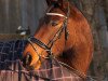 dressage horse Fleur Petite 3 (Hanoverian, 2009, from First Dance)