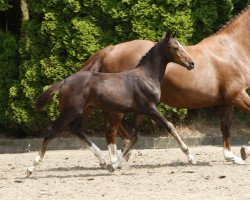 Springpferd Chocolate van Overis Z (Zangersheide Reitpferd, 2014, von Chellsini Z)