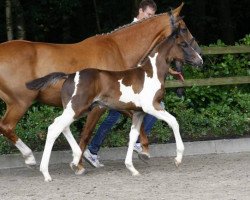 horse Carte Blanche van Overis Z (Zangersheide riding horse, 2014, from Casper van Erpekom Z)