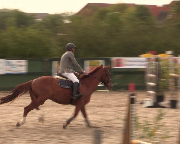 Reitturnier Langwedel - Hagen - Grinden 2019